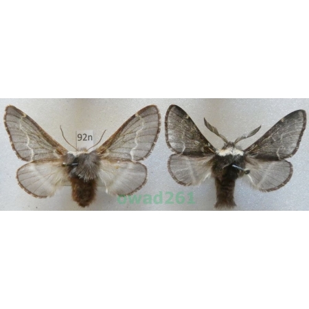 Poecilocampa populi (Linnaeus, 1758) pair Czech92n
